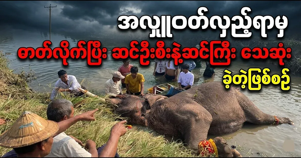 Look, I'm so sorry that the elephant was struck by the elephant while turning around