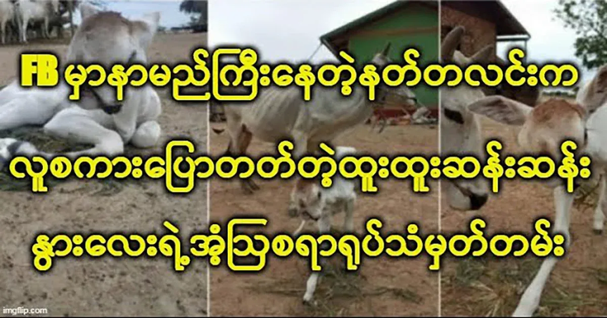 Amazing footage of a strange talking cow