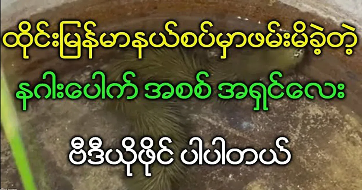 The famous dragon cub caught at the Thai-Myanmar border