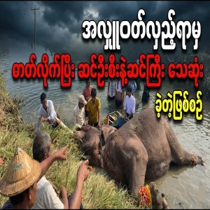 Look, I'm so sorry that the elephant was struck by the elephant while turning around