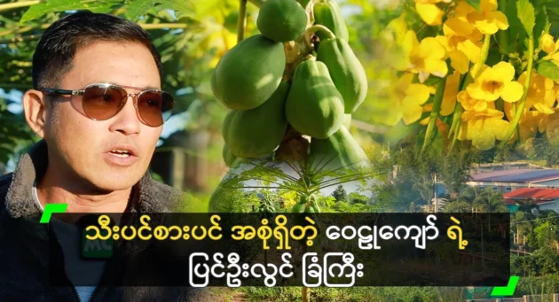  <img src="https://news.cooxf.com/wp-content/uploads/2024/12/news-Lij5s9LsMyMn.webp" alt="Wai Kyaw's large Pyin Oo Lwin farm with a variety of fruit trees" class="custom-title-image">