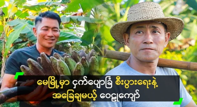 Prince Wai Lu Kyaw grows and sells bananas in Pyin Oo Lwin. 